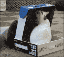 A black cat locks up a white one in a box but actually dont really understand what he did.gif
