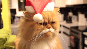And if Santa Claus was a cat.gif