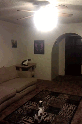 Athletic cat turns off the light for his friend.gif