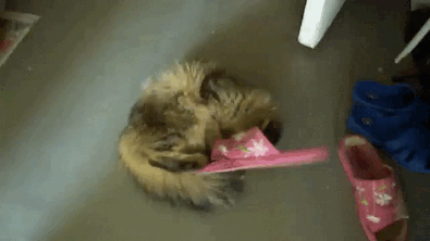 Adventures with a pink slipper.gif
