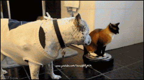 a cat a dog and an automatic vaccum cleaner.gif