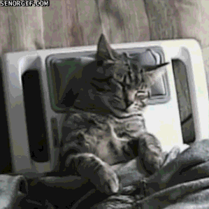 Automated massage for cats.gif