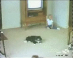 A toy a cat and a boy.gif