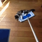A broom and its accessories.gif