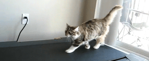 Appartement cat training.gif