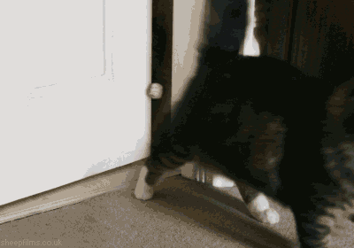 cat opening a door with his little cat hand infinite loop.gif