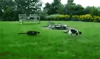 cat fight on green grass.gif