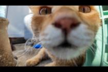 猫島の路地裏でコロコロ転がる猫たちを撫で歩き! 癒やしのゴロゴロ祭り🐾