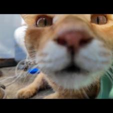 猫島の路地裏でコロコロ転がる猫たちを撫で歩き! 癒やしのゴロゴロ祭り🐾