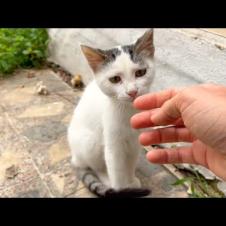 White kitten speaks with a cute purr