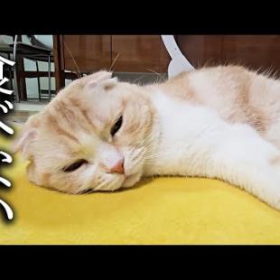 猫が一口もごはんを食べなくなってしまいました...