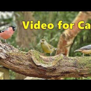 Cat TV Extrordinaire : Backyard Birds Bonanza / Wonderful Videos for Cats to Watch