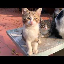 In Need of Tenderness, Not Food: The True Story of Stray Cats 🐾