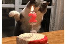 생일파티하는 냥이