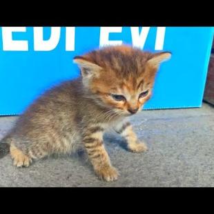 🐾😻 The Orphaned Kitten in the Park Won't Let Me Go Home!