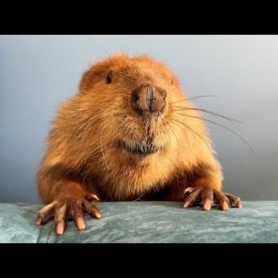 БОБРА СОБЛАЗНЯЮТ ВИНОГРАДОМ