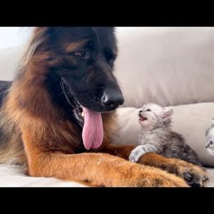 Tiny Kittens Demand Attention from German Shepherd