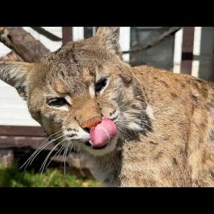 БОБКЭТ РУФУС НЕОБЫЧАЙНО ЛАСКОВЫЙ / Барханнкая кошка устроила дедовщину