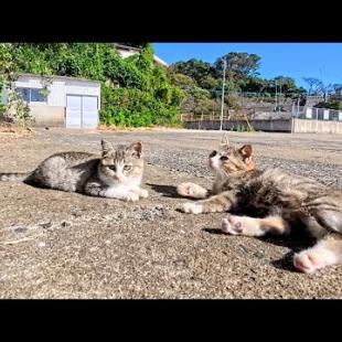 猫島の港で見かけた猫家族がかわいすぎた