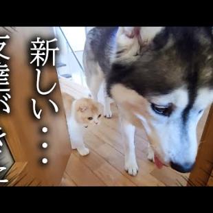 子猫と犬に新しい友達を連れてきたら...
