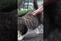 少し慣れてきた黒猫ちゃん、キジ白猫ちゃんも勇気出してモフられにきた