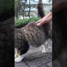 少し慣れてきた黒猫ちゃん、キジ白猫ちゃんも勇気出してモフられにきた