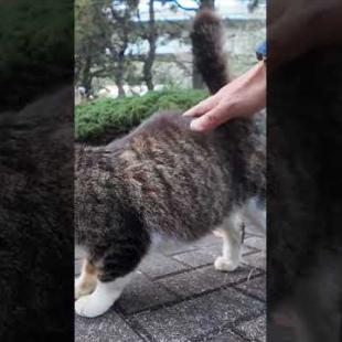 少し慣れてきた黒猫ちゃん、キジ白猫ちゃんも勇気出してモフられにきた