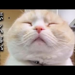 猫達と餅つきした結果こうなりました...