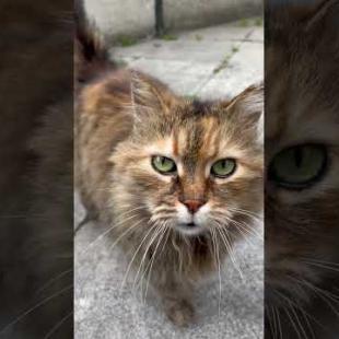 You will fall in love with the beautiful green eyes of the tabby cat #catshorts #shorts #cats #cat