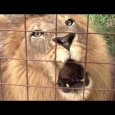 Big Cat Talk! - Roar, Purr, Meow / Biggest Cat That Purrs And Meows