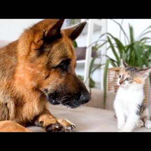 German Shepherd Meets Abandoned Kitten For The First Time!