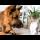 German Shepherd Meets Abandoned Kitten For The First Time!