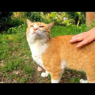 公園にいた茶トラ猫がカワイイ