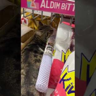 Cat hiding on the market shelf, so funny, it will make you laugh #shorts #catshorts #cat #kitten