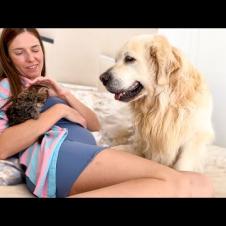 Golden Retriever Reacts to Pregnant Human Mom Hugging a Tiny Kitten — So Sweet! 🐶🤰🐱