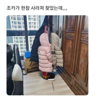 조카야 어딨어