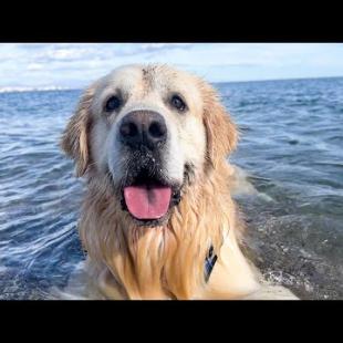 A Golden Retriever and a Puppy have an Amazing Day at the Beach