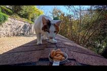 犬みたいな猫、ちゅーるやったらガツガツ食べました