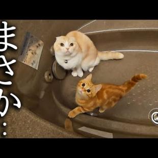 子猫と先住猫が浴槽から出てくれないのでお湯を出したら...