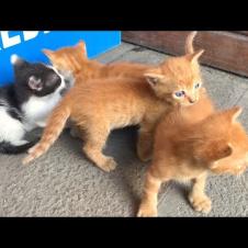 Kittens play massage game with mother cat and sibling cats