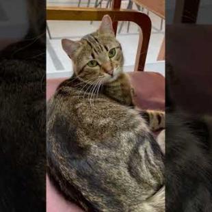 The cute cat resting in the cafe feels that I love her #shorts #catshorts #cat #cats #kitten #cute