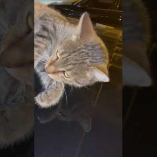 Street Cat Said, “Wanna Be Friends?” 😻💬 #shorts #streetcat #talkingcat #cutecat #catlover #cat