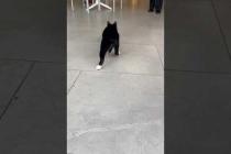 😸🎮 Mini Cat Ninja! Jumps and Runs on Everything 🐾#shorts #cat #catvideos #animals #cute