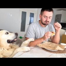 Golden Retriever Demands that I share my breakfast with him