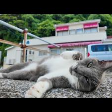 フェリー最終便が近づくと猫たちが自然と集まってくる件