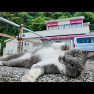 フェリー最終便が近づくと猫たちが自然と集まってくる件