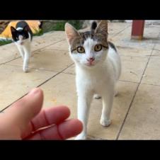 Cute homeless kittens live in the backyard, they are so cute