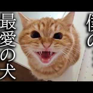 犬を預けたら寂しくて子猫が大泣きして家中探し回ってます...