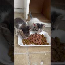 Just One Bowl of Food... These Kittens' Only Hope!😿#shorts, #cat, #kitten   #cute #animals