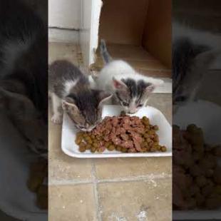 Just One Bowl of Food... These Kittens' Only Hope!😿#shorts, #cat, #kitten   #cute #animals